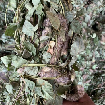 本地野生狸尾草大量批发一手货源代发全国