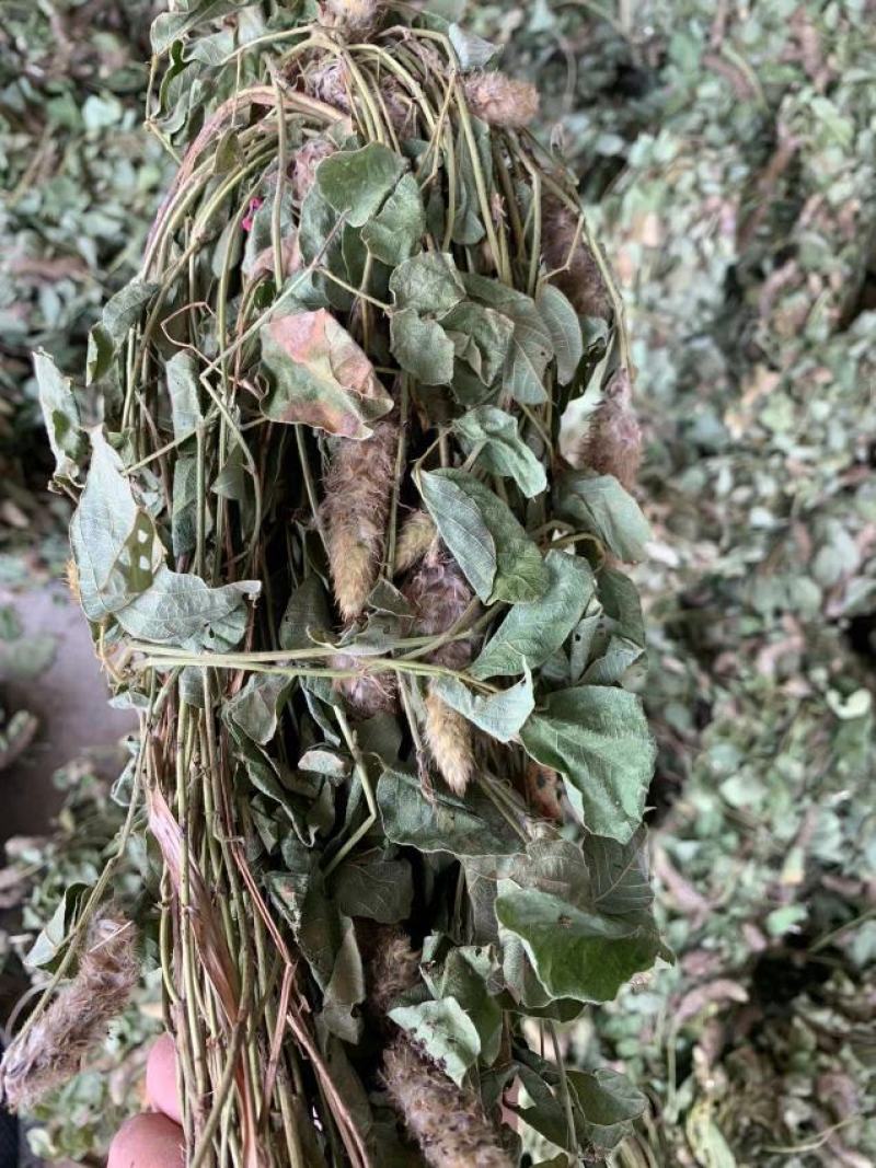 本地野生狸尾草大量批发一手货源代发全国