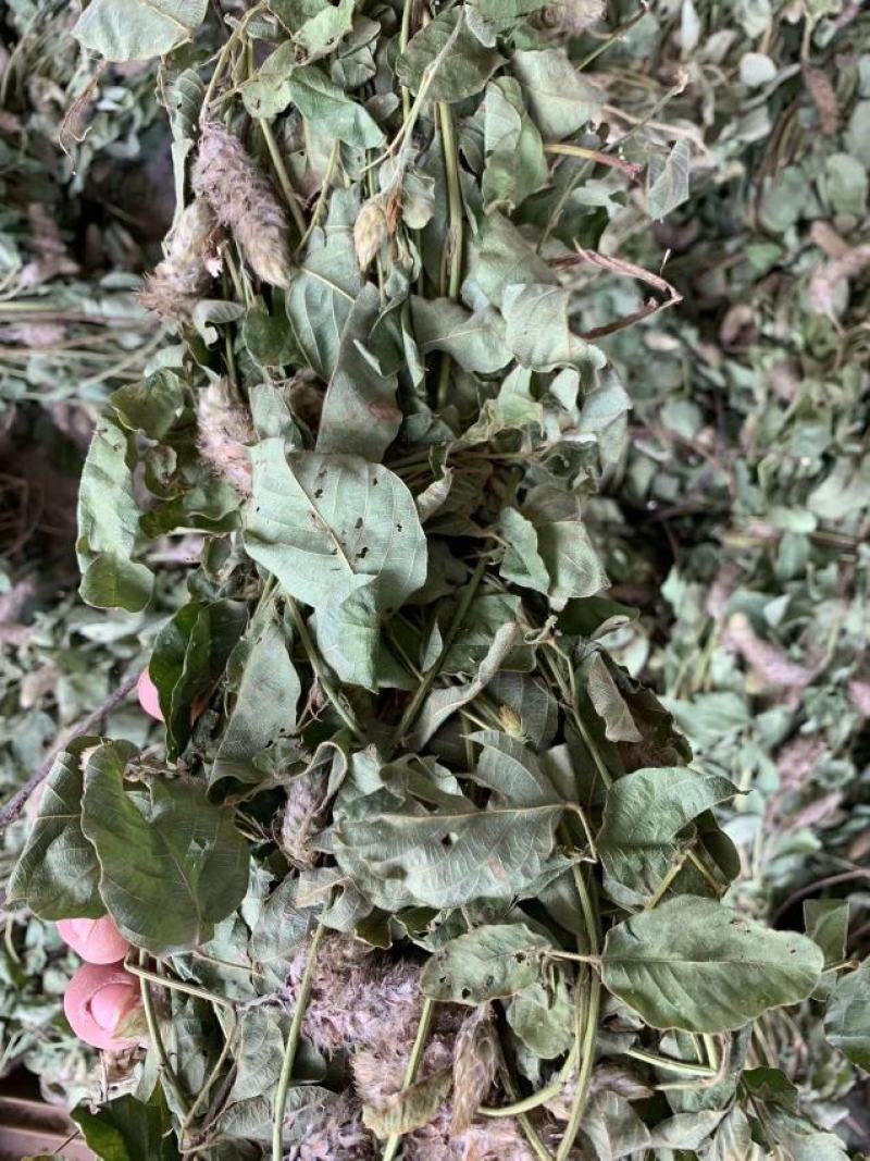 本地野生狸尾草大量批发一手货源代发全国