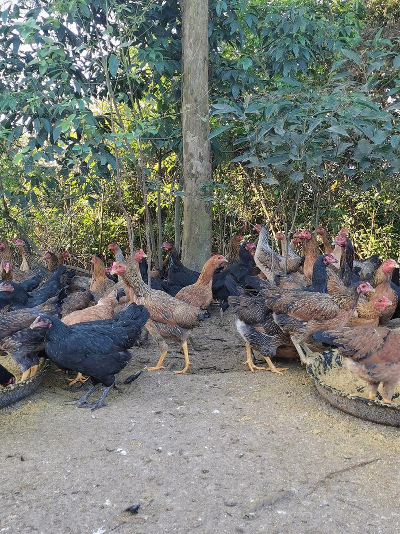 斗鸡，广西玉林兴业改良斗鸡黄黑脚，山林散养。