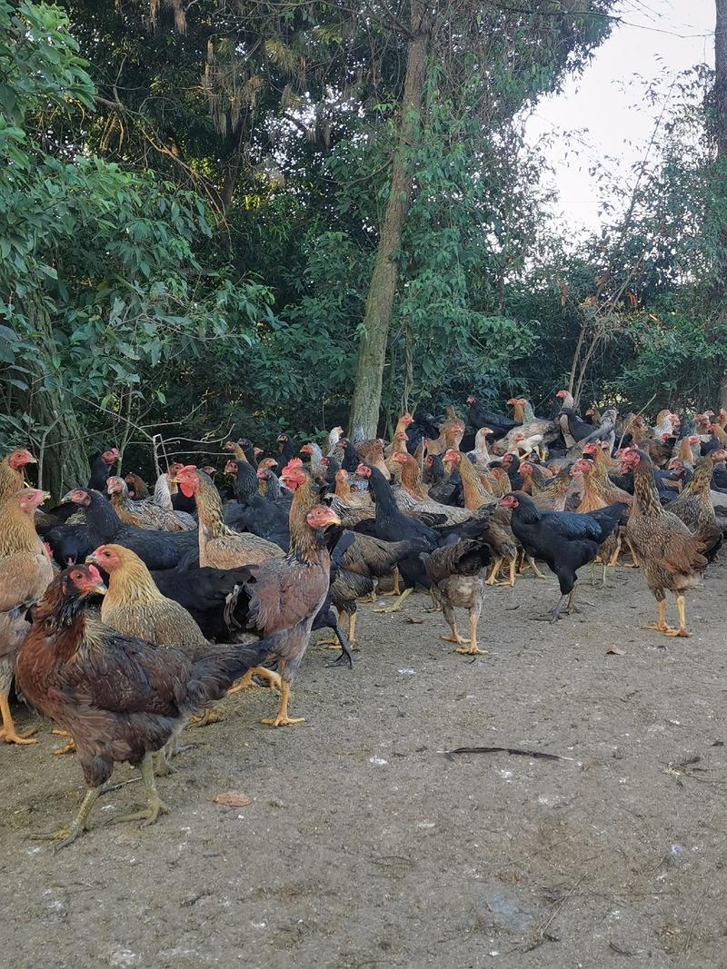 斗鸡，广西玉林兴业改良斗鸡黄黑脚，山林散养。