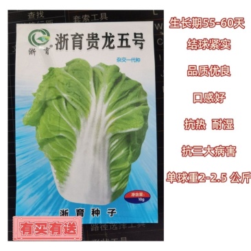 贵龙五号早熟白菜种子农户种植户农家庭院，阳台均可种植蔬菜