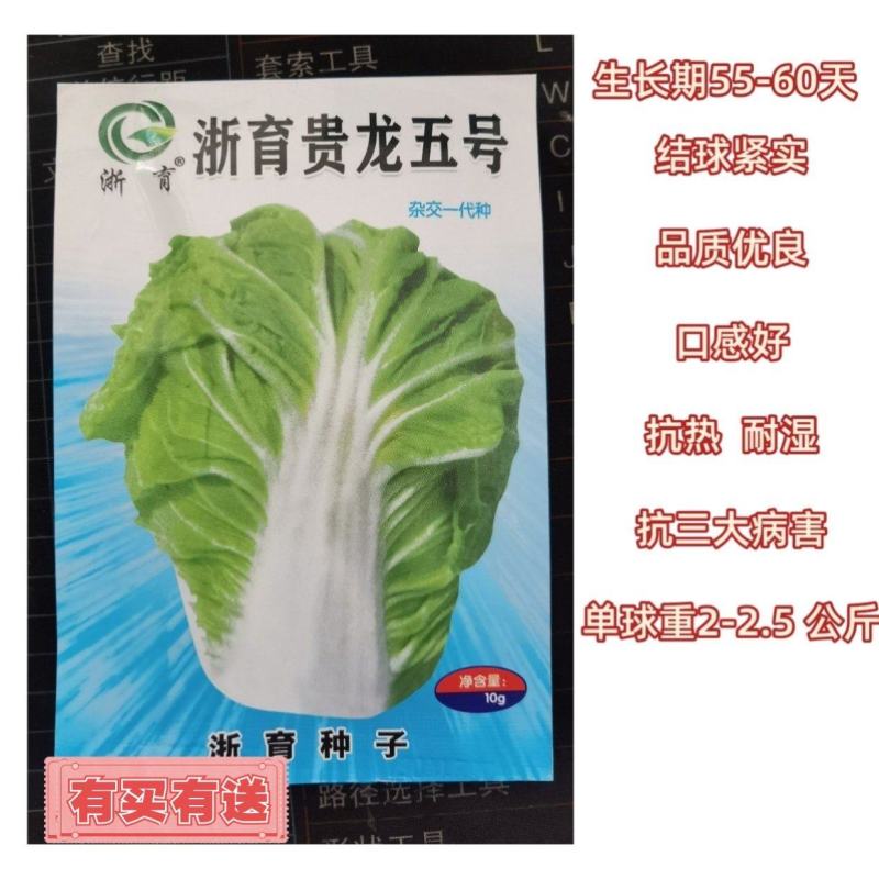 贵龙五号早熟白菜种子农户种植户农家庭院，阳台均可种植蔬菜