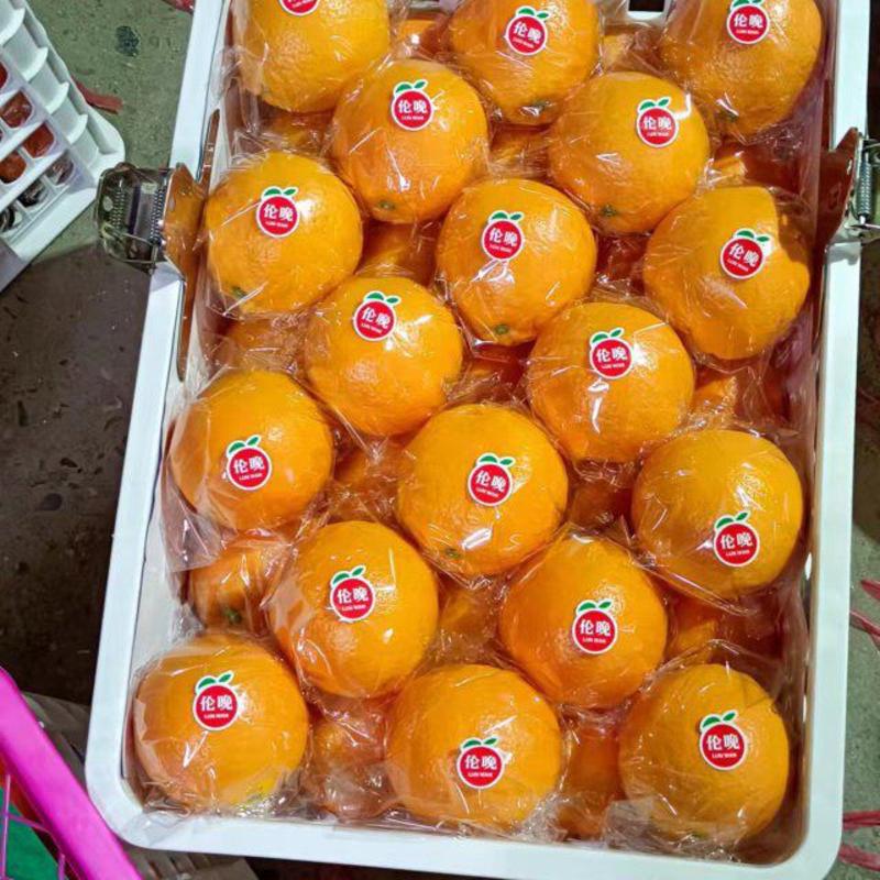 广西精品夏橙果肉细腻水分充足产地直供价格从优品质好