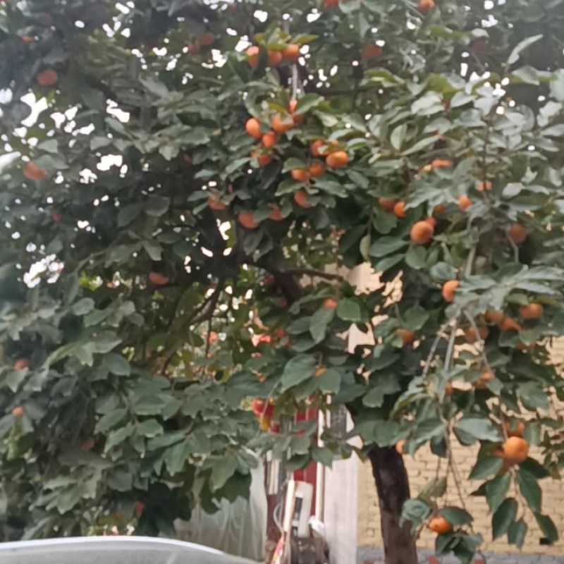 出售鲜柿子