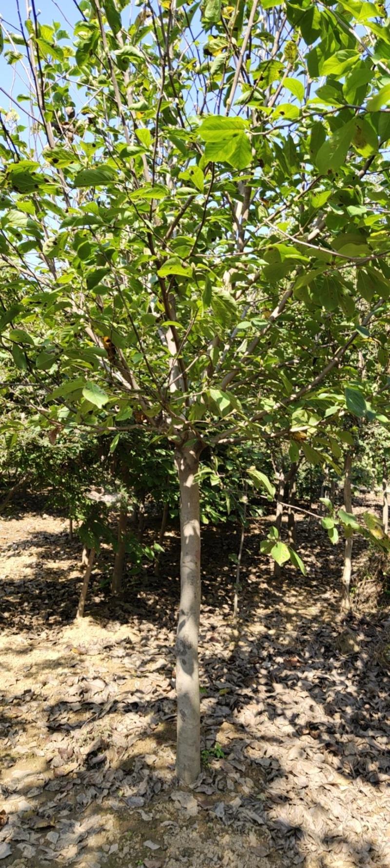 常年出售各种规格的红玉兰有5到20公分主要有娇红一号二号