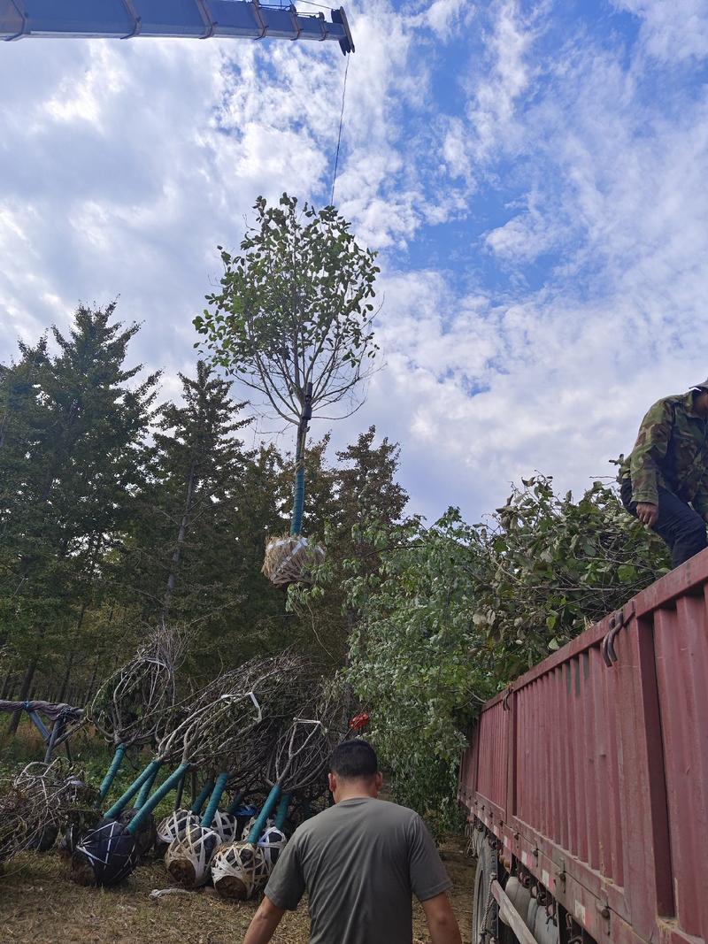 常年出售各种规格的红玉兰有5到20公分主要有娇红一号二号