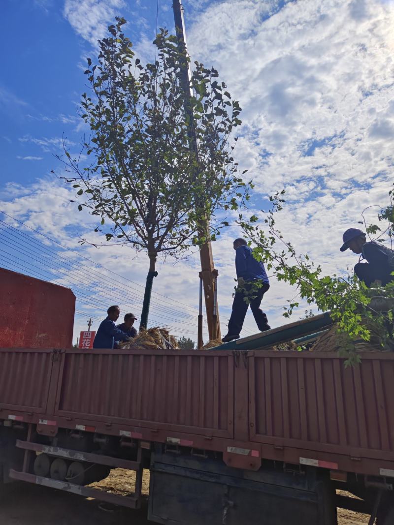 常年出售各种规格的红玉兰有5到20公分主要有娇红一号二号