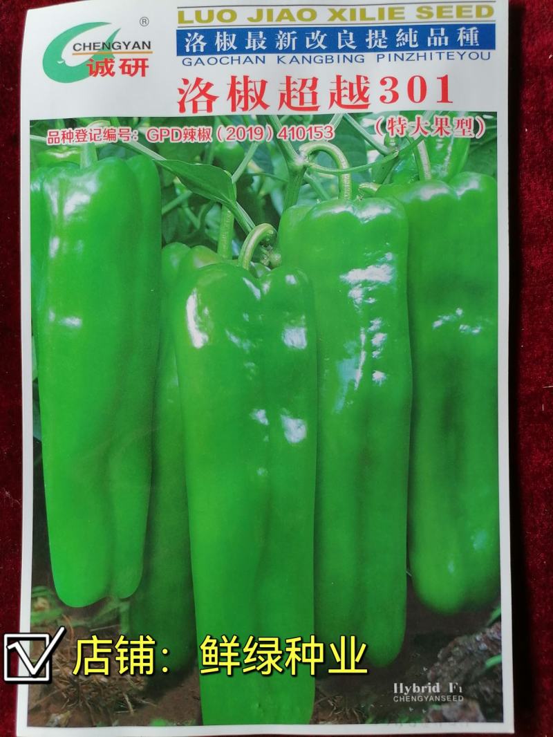 洛椒301牛角椒泡椒辣椒种子中早熟丰产抗性优质