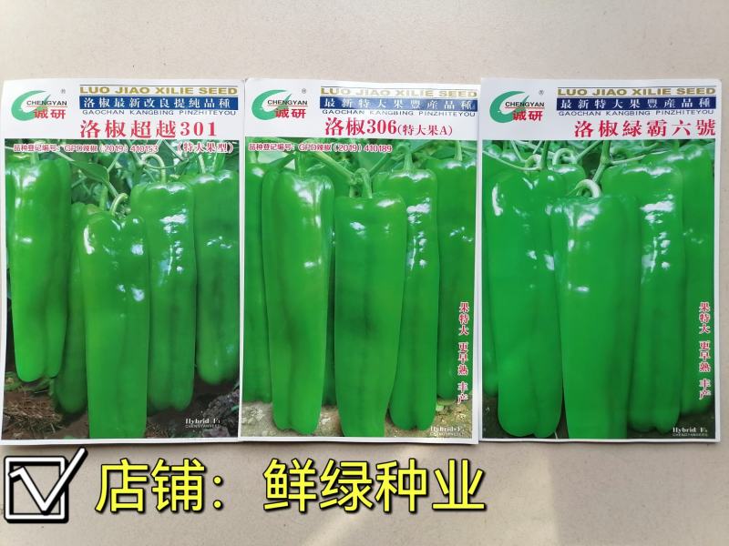 洛椒301牛角椒泡椒辣椒种子中早熟丰产抗性优质