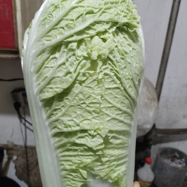 河北省定州市北京3号白菜大白菜纯净菜