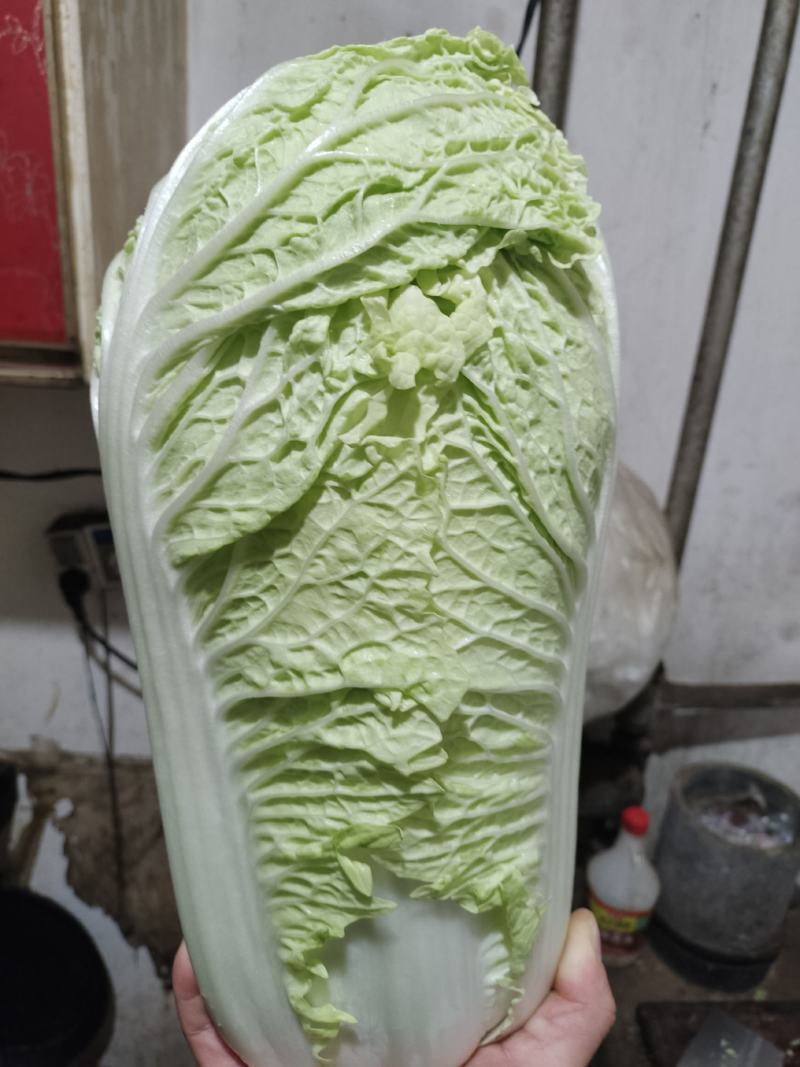 河北省定州市北京3号白菜大白菜纯净菜