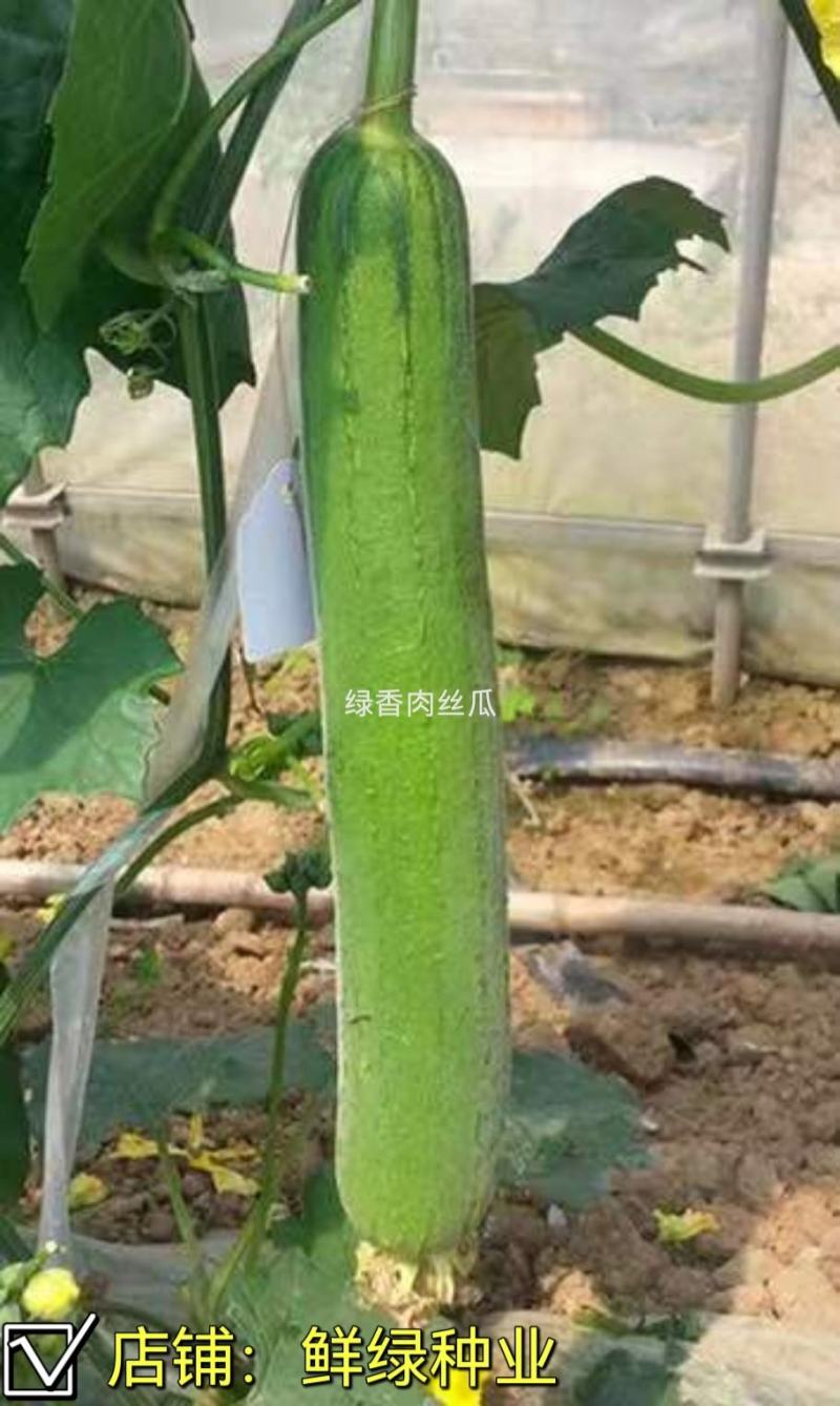 江蔬2号丝瓜早熟长棒形果皮亮绿色果肉细嫩较耐变