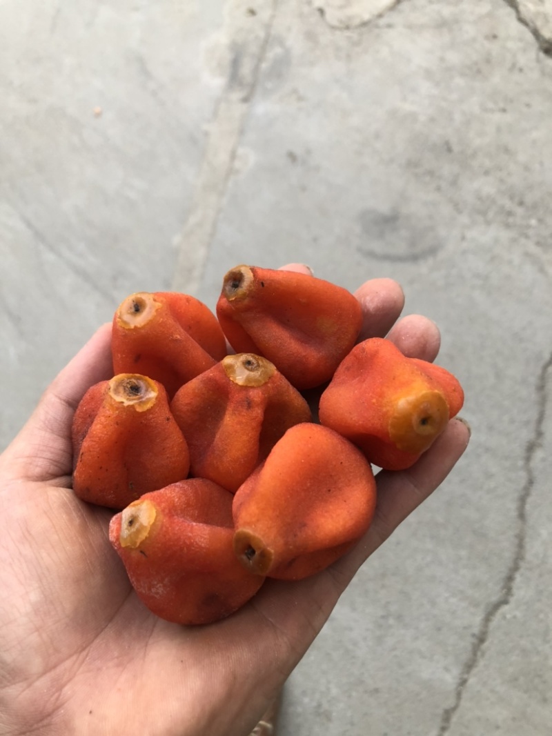 柿饼吊饼产地直供价格优惠质量保证