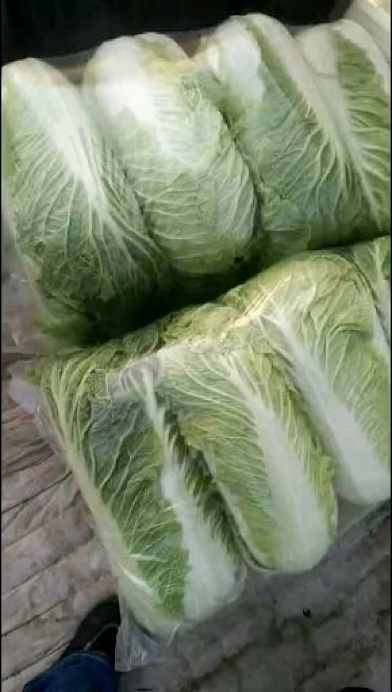河北省定州市北京3号白菜大白菜纯净菜