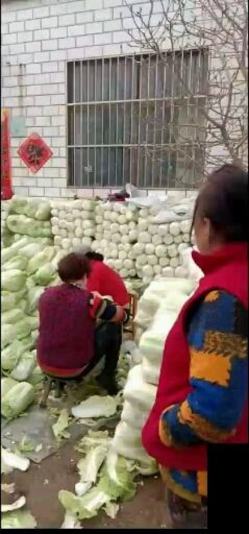河北省定州市北京3号白菜大白菜纯净菜