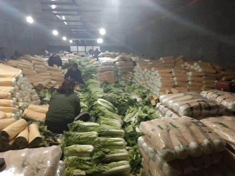 河北省定州市北京3号白菜大白菜纯净菜