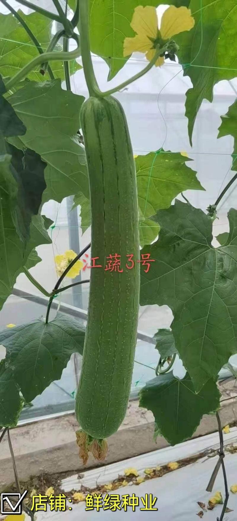 江蔬肉丝瓜早熟肉丝瓜杂交品种耐低温耐老化风味佳