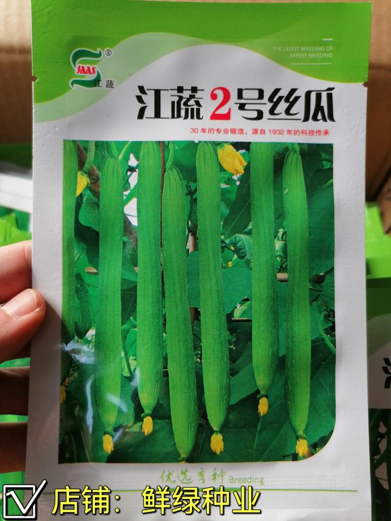 江蔬肉丝瓜早熟肉丝瓜杂交品种耐低温耐老化风味佳
