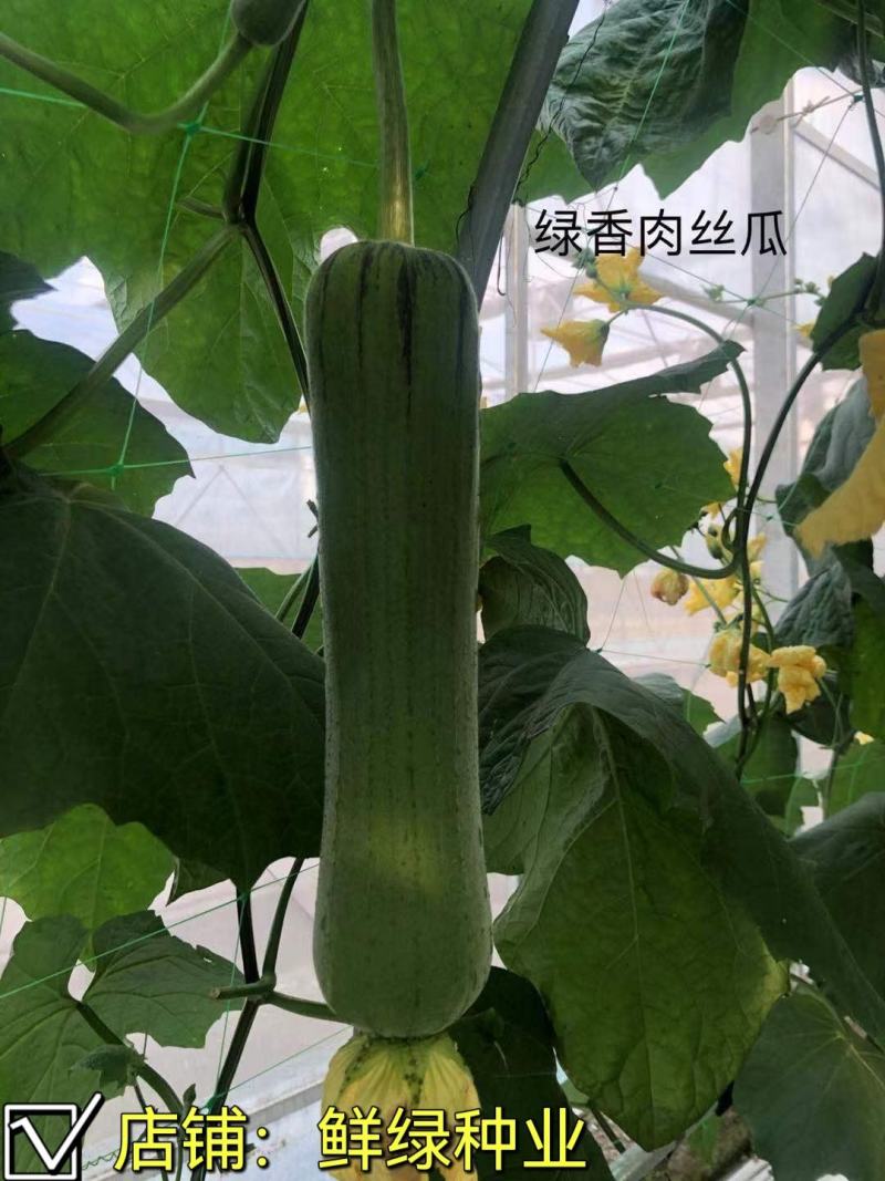 江蔬肉丝瓜早熟肉丝瓜杂交品种耐低温耐老化风味佳
