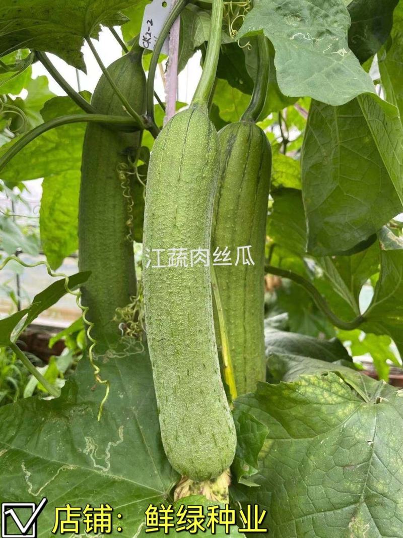 江蔬肉丝瓜早熟肉丝瓜杂交品种耐低温耐老化风味佳