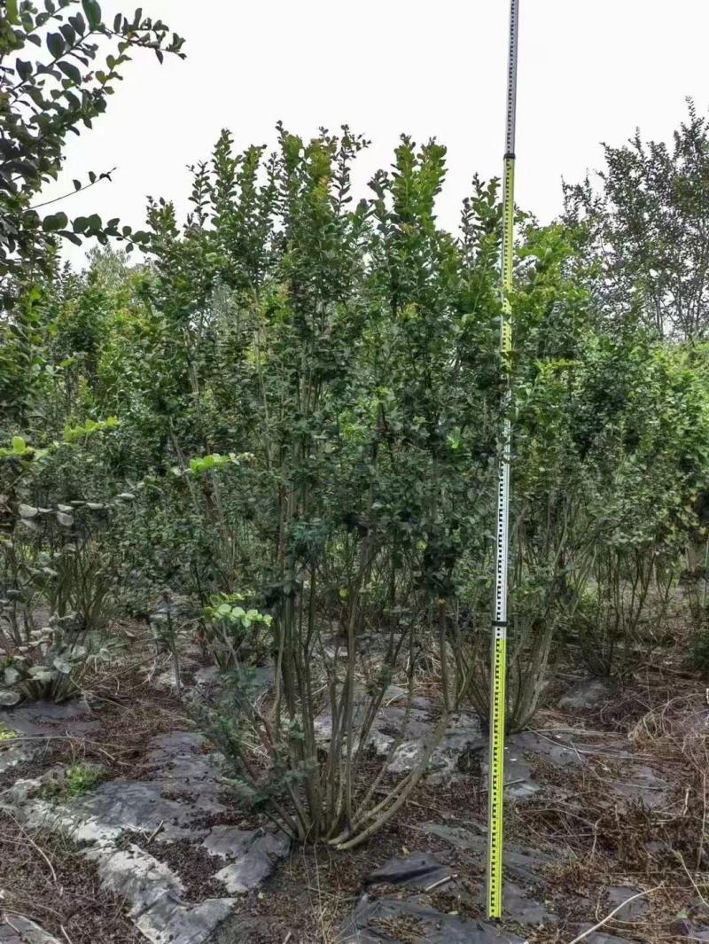 丛生紫薇，规格齐全，量大从优，保质保量，