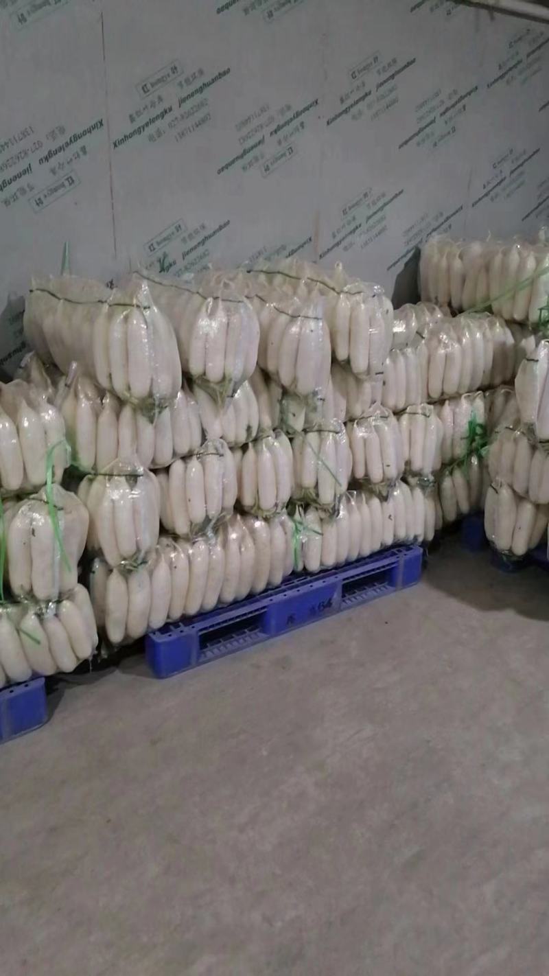 精品白萝卜大量上市货源充足价格美丽欢迎客户咨询采购