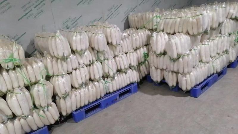 精品白萝卜大量上市货源充足价格美丽欢迎客户咨询采购