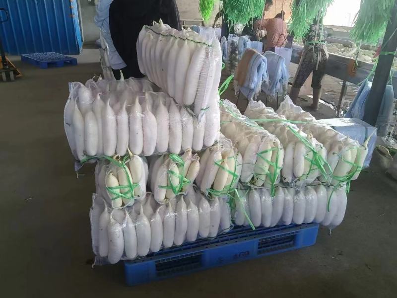 精品白萝卜大量上市货源充足价格美丽欢迎客户咨询采购