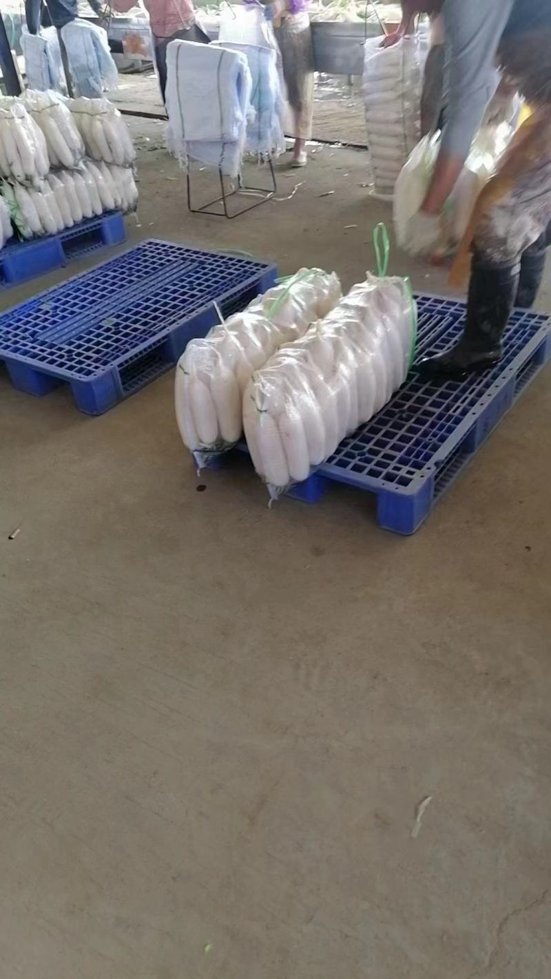 精品白萝卜大量上市货源充足价格美丽欢迎客户咨询采购