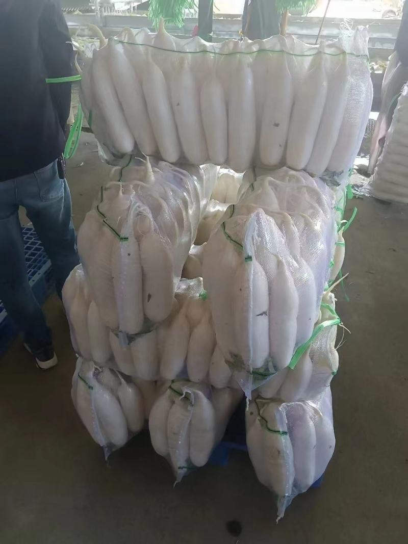 精品白萝卜大量上市货源充足价格美丽欢迎客户咨询采购
