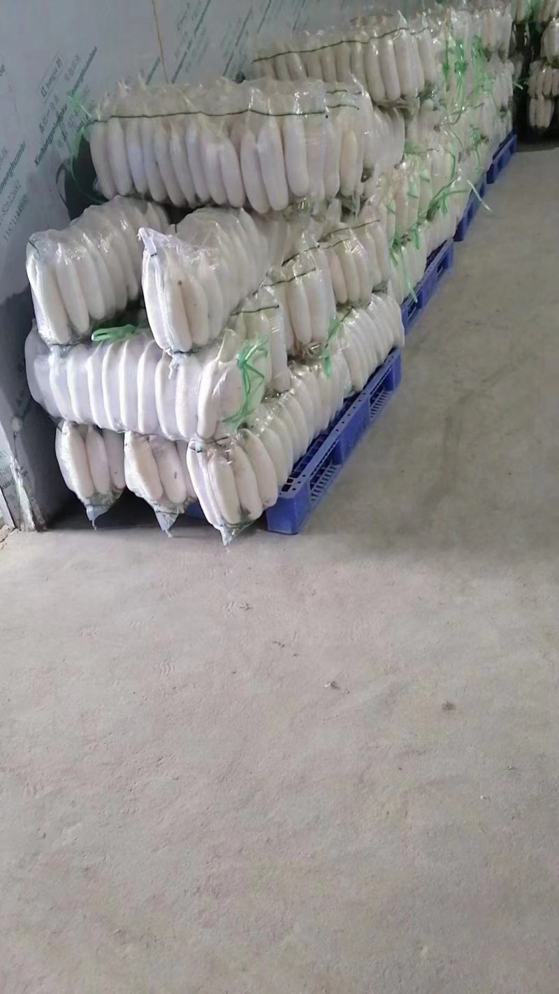 精品白萝卜大量上市货源充足价格美丽欢迎客户咨询采购