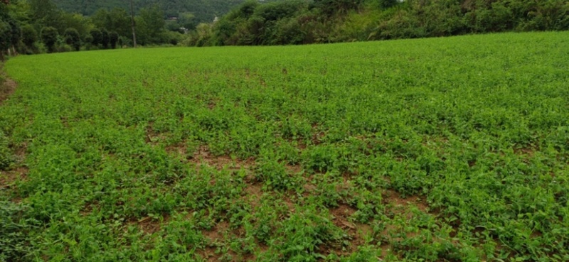 优质豌豆尖，量大从优，200亩基地长期供应