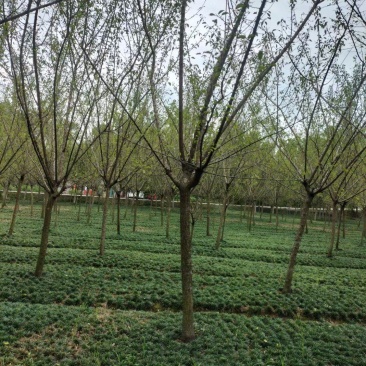 红梅，规格齐全，量大从优，保质保量，