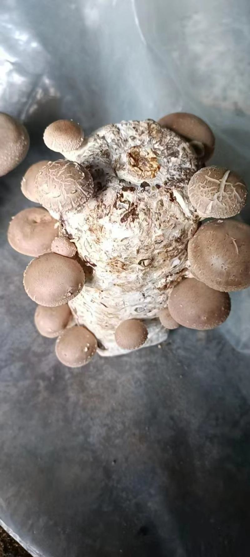 808袋料香菇菌包随州香菇基地香菇棒菌种当年出菇