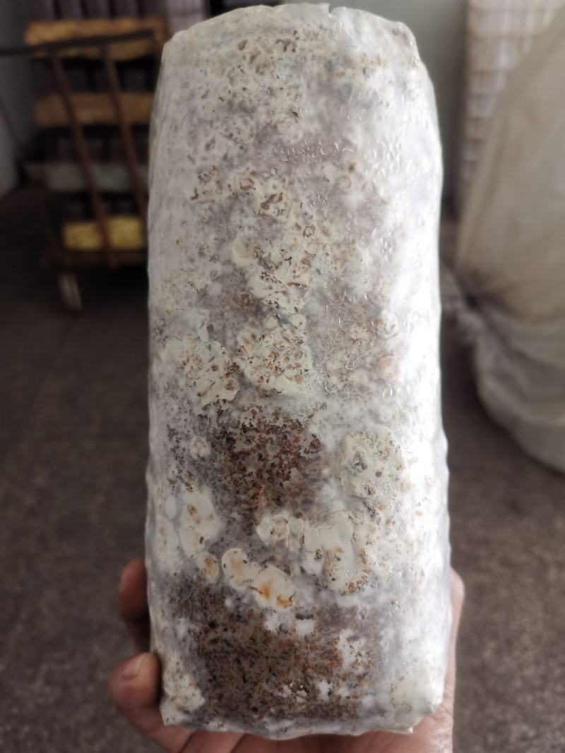 808袋料香菇菌包随州香菇基地香菇棒菌种当年出菇