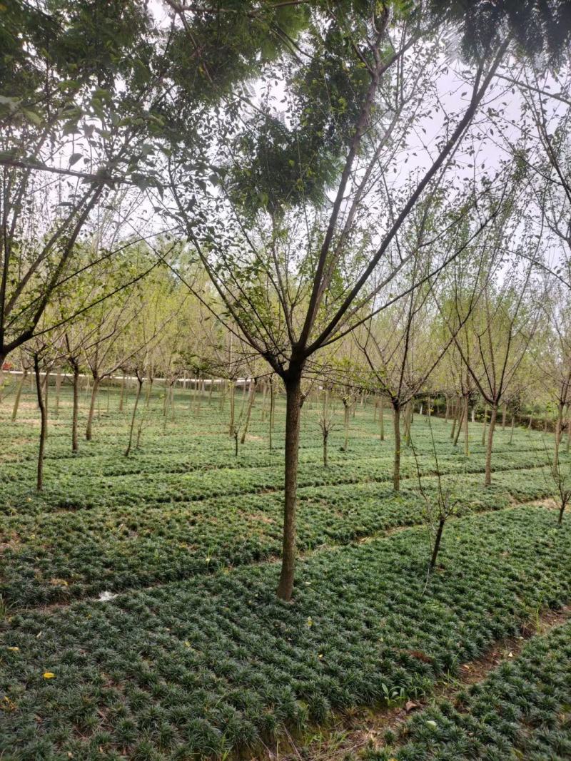 红梅，规格齐全，量大从优，保质保量，