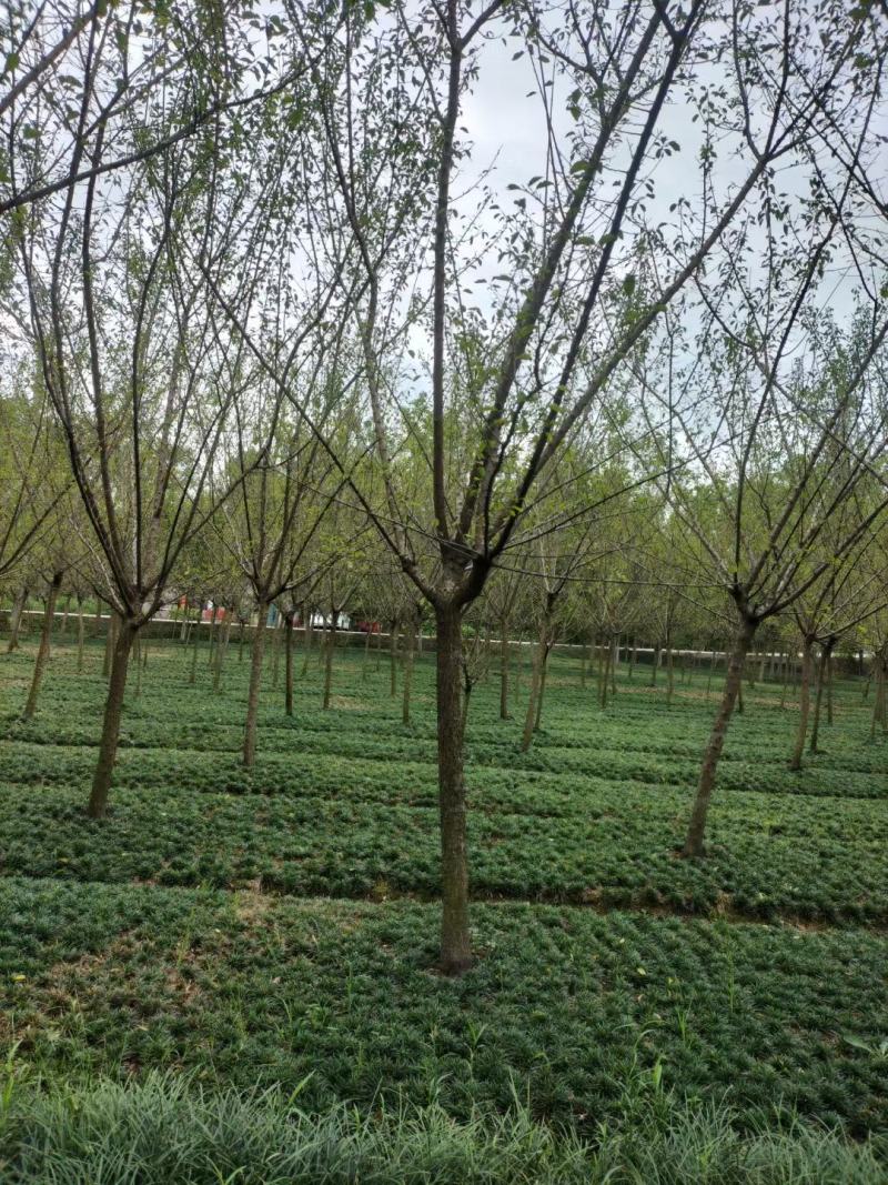 红梅，规格齐全，量大从优，保质保量，