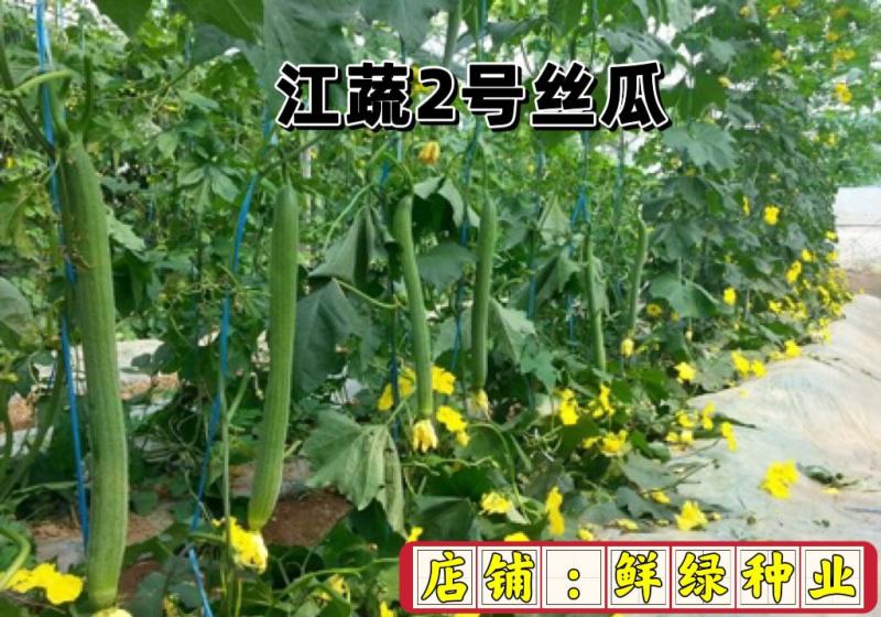 江蔬2号丝瓜早熟长棒形果皮亮绿色果肉细嫩较耐变