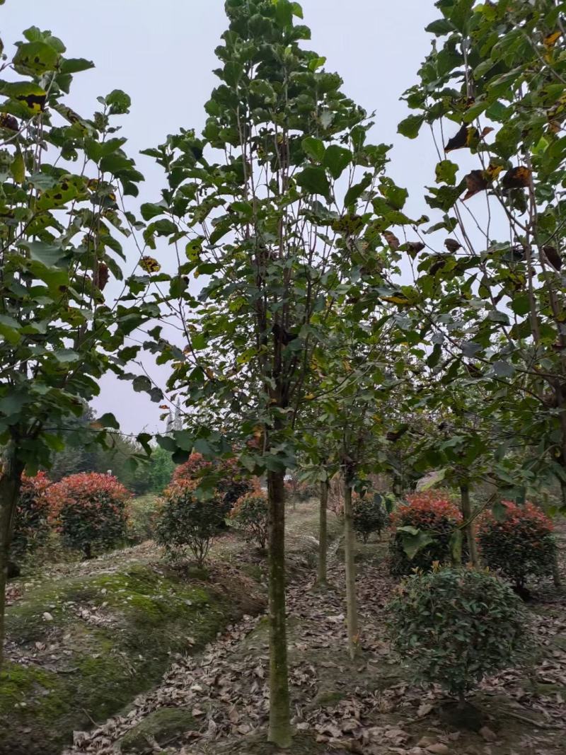 紫玉兰，规格齐全，量大从优，保质保量