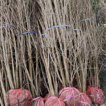 丛生腊梅，规格齐全，量大从优，保质保量