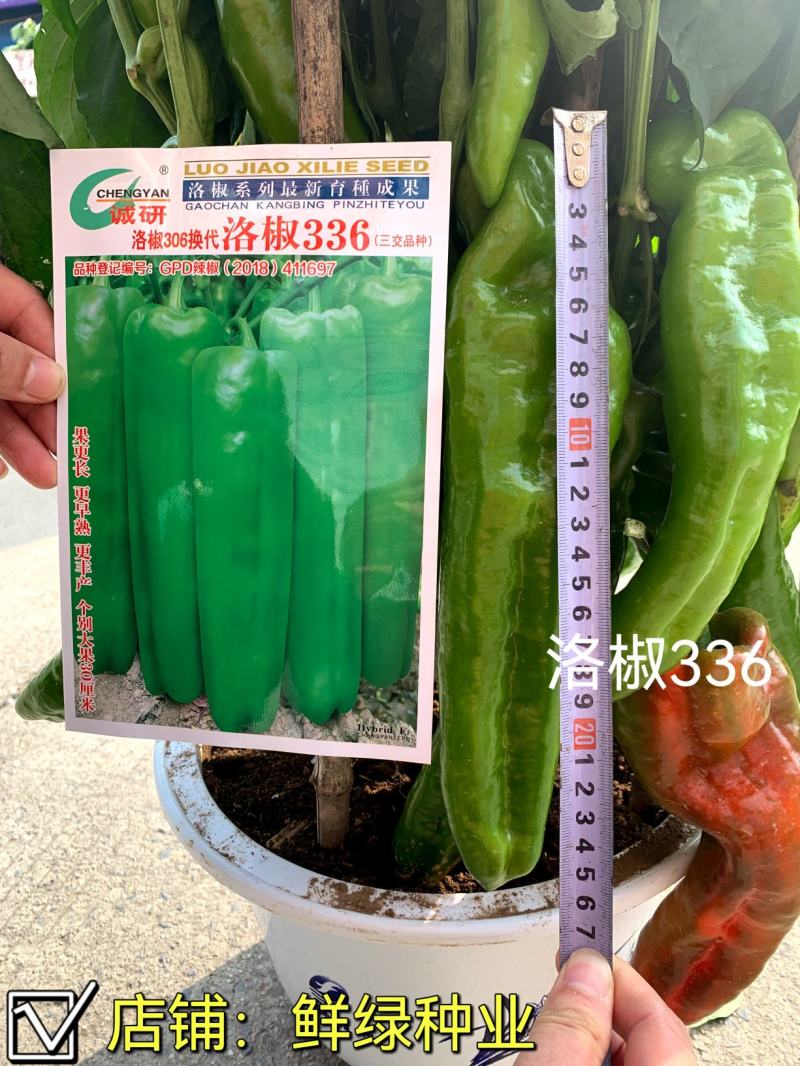 洛椒336早熟大牛角椒泡椒辣椒品种翠绿色丰产大果