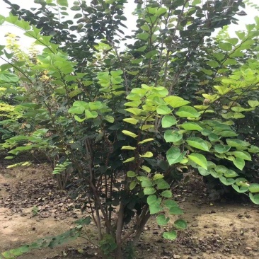 丛生紫荆，规格齐全量大从优