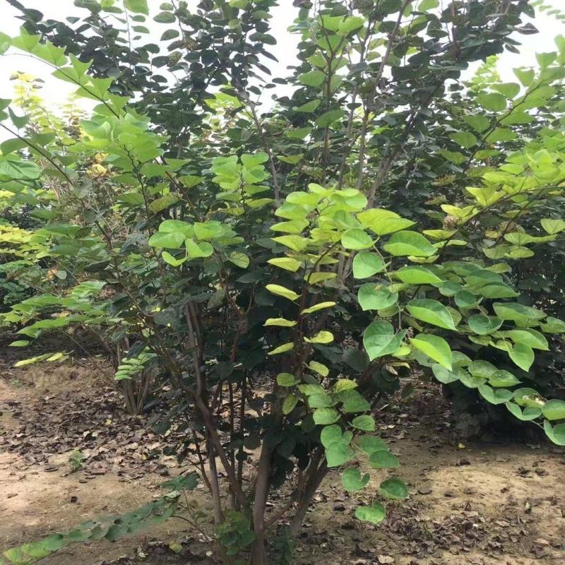 丛生紫荆，规格齐全量大从优