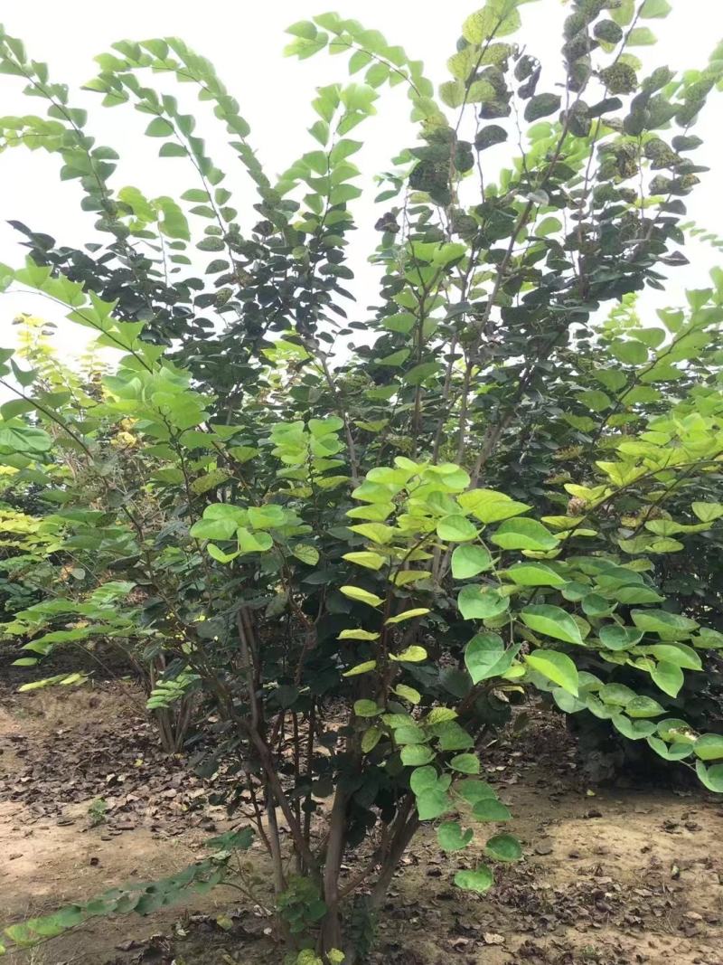 丛生紫荆，规格齐全量大从优