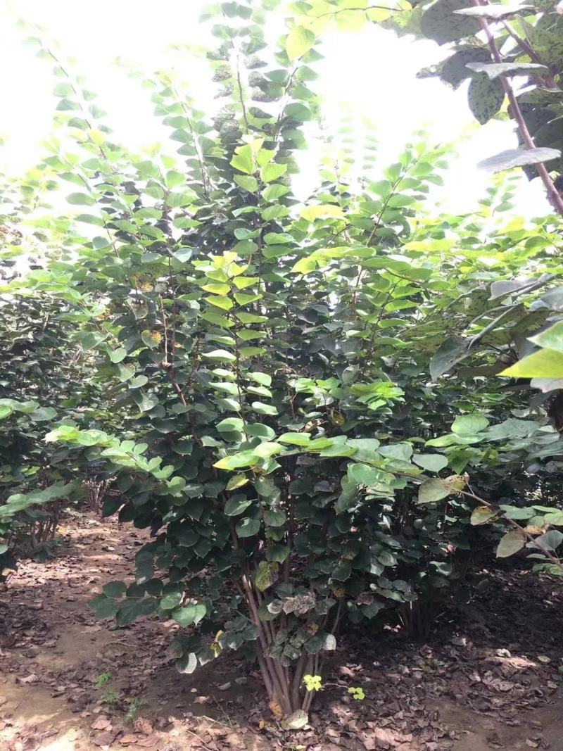 丛生紫荆，规格齐全量大从优