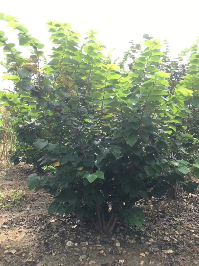 丛生紫荆，规格齐全量大从优