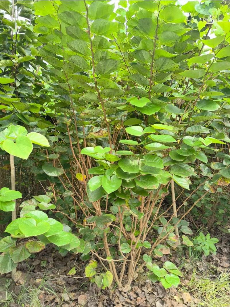 丛生紫荆，规格齐全量大从优