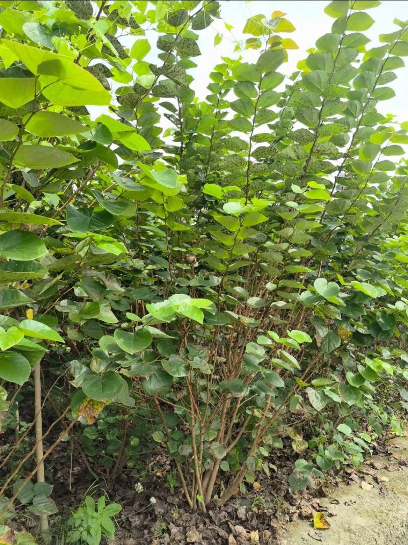 丛生紫荆，规格齐全量大从优