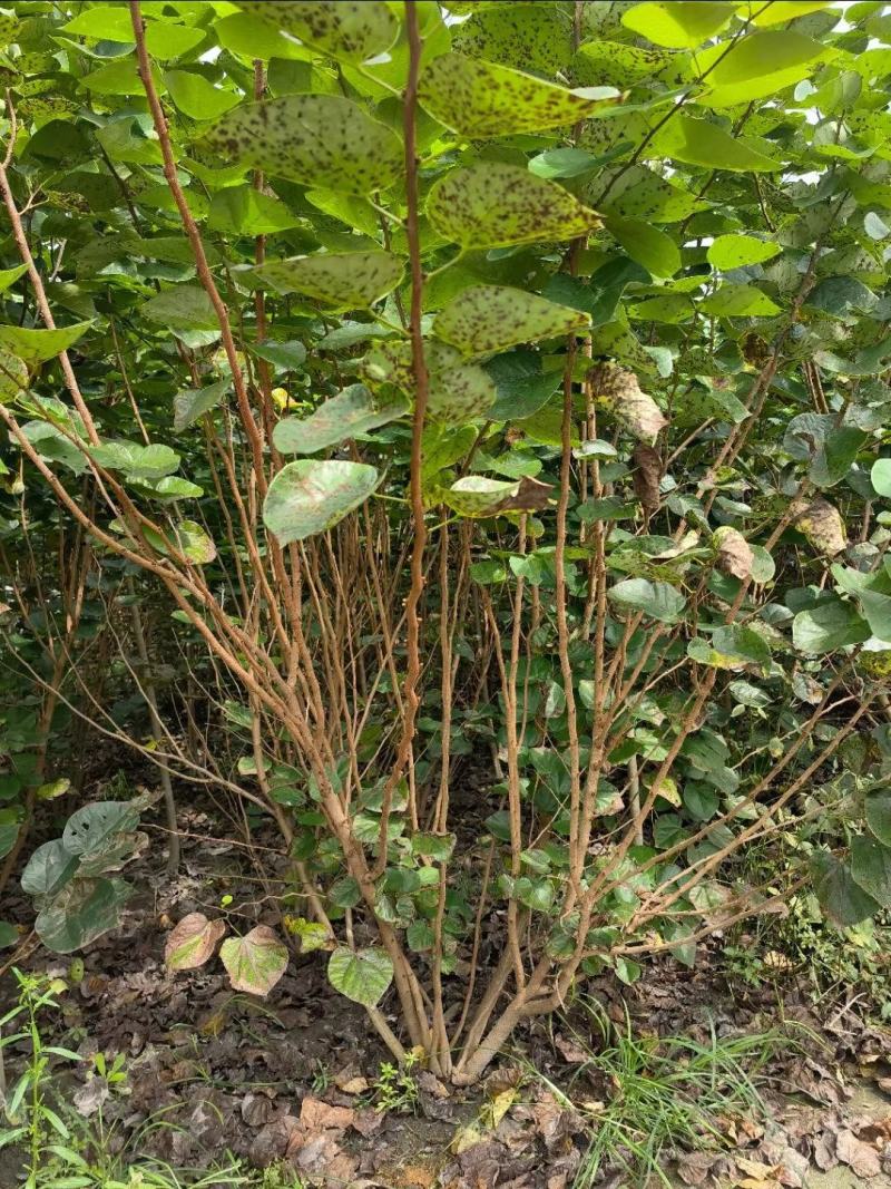 丛生紫荆，规格齐全量大从优